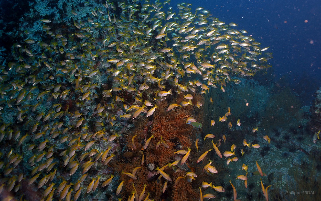 Thailand 2015 - Ko Tao - Vivaneaux gros yeux - Lutjanus lutjanus _IMG_3583_rc.jpg